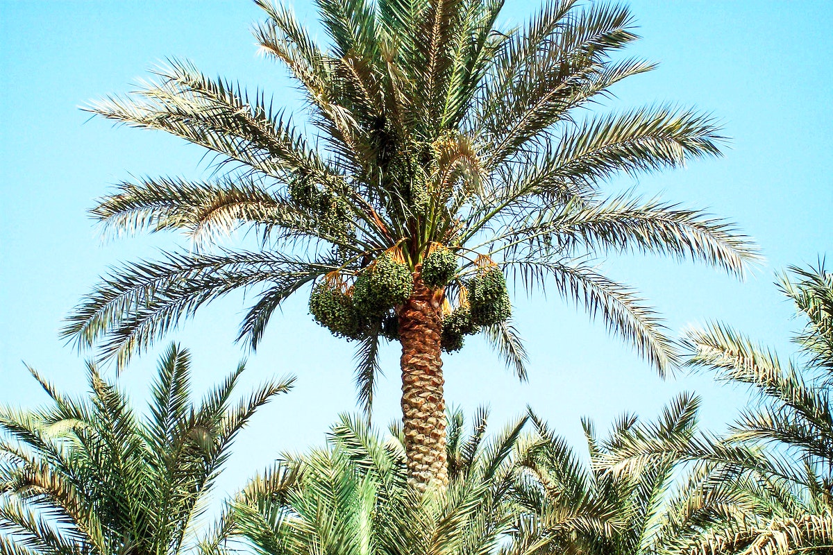Pohon Kurma (Phoenix dactylifera) di Mesir